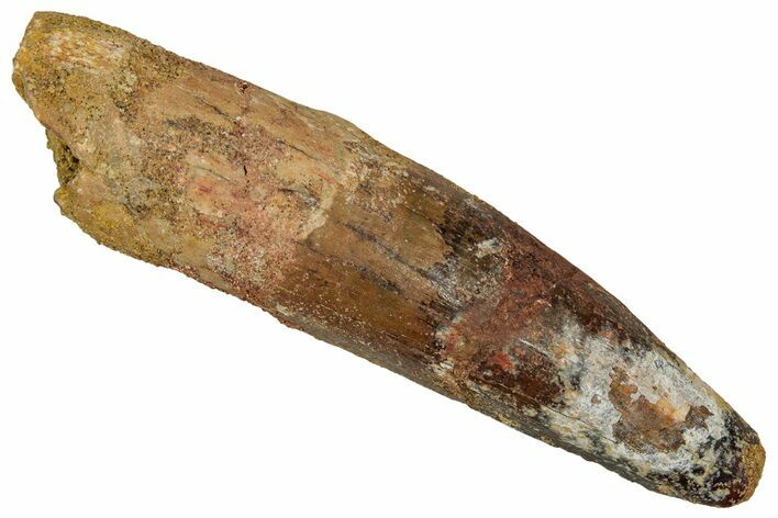 Fossil Spinosaurus Tooth - Real Dinosaur Tooth #353058